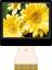 TD020THEG1 модуль TFT-LCD RGB; 2,0"дюйм; 640x240пикс.; контраст.=300:1; кол. цв. 16M